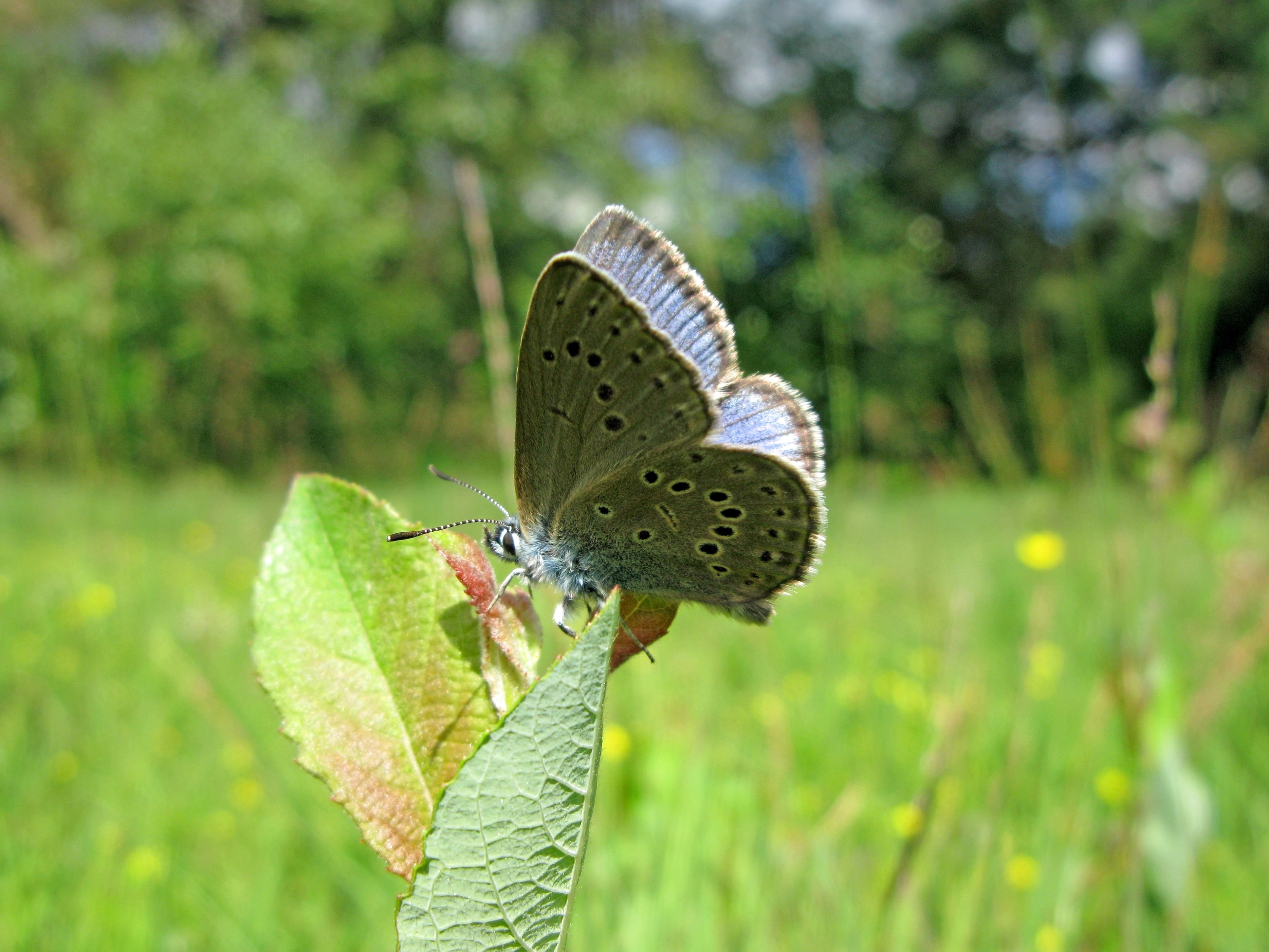 Marian Schut, mannetje, Leemputten, 6 juli 2010